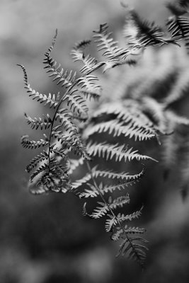 October 28 - Old Bracken Fronds B&W