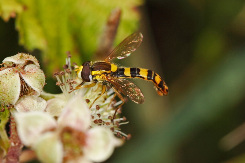 Episyrphus balteatus