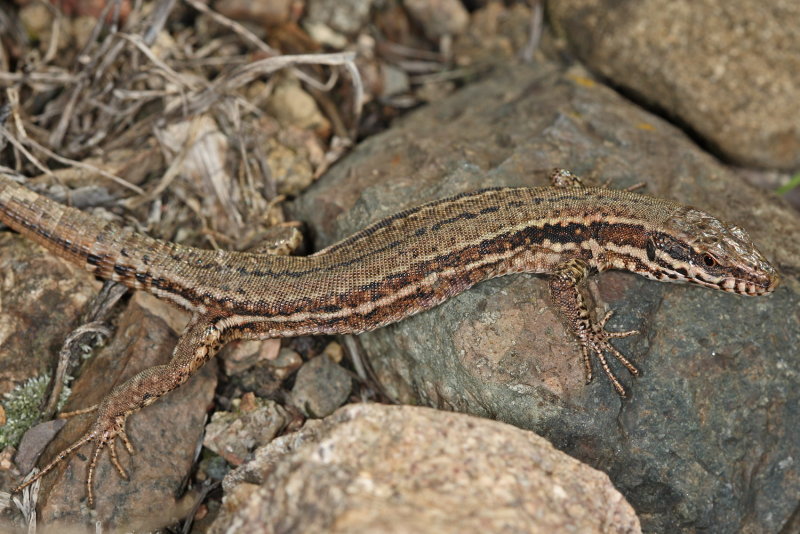 Lzard