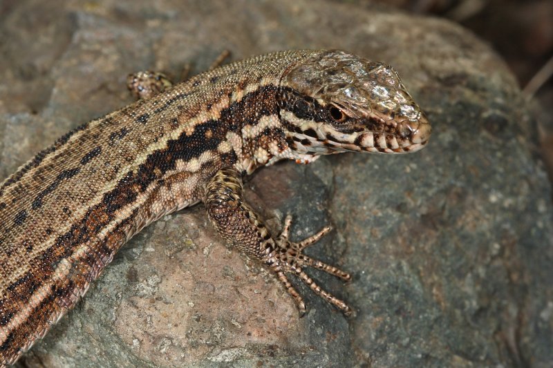 Lzard (gros plan)