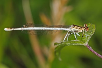 Platycnemis acutipennis