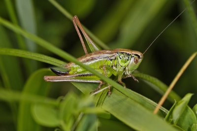 Metrioptera roeselii femelle