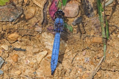 Orthetrum brunneum mle