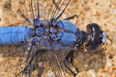 Orthetrum brunneum mle