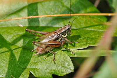 Metrioptera (roeselii, vraisemblablement)