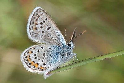 L'Azur de la Bugrane