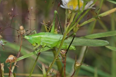 Ruspolia nitidula