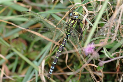 Aeshna cyanea