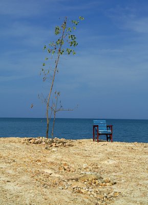 one chair, two trees, by the ocean