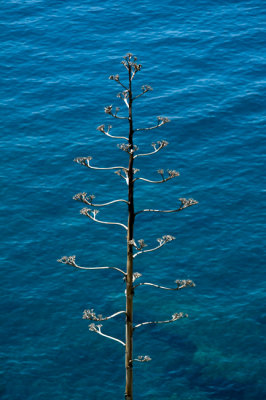 Tree and Sea