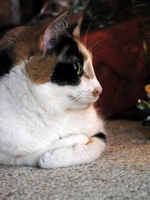 Gracie looking at the Christmas Tree