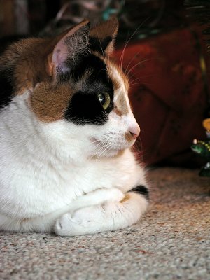Gracie Still looking at the Christmas Tree