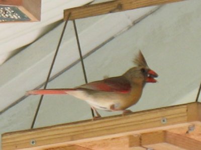 young cardinal