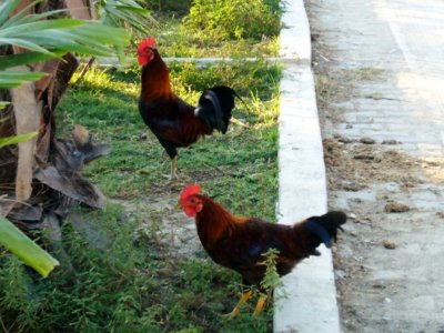 Melaque Street Chickens