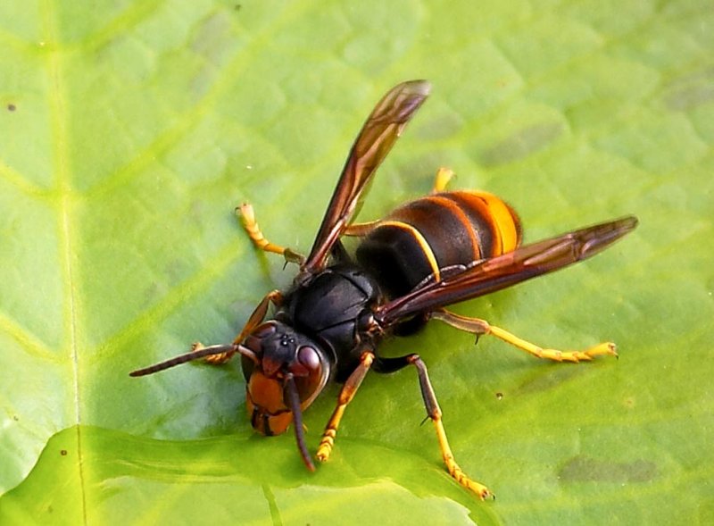 Hornet  墨胸胡蜂 Vespa velutina