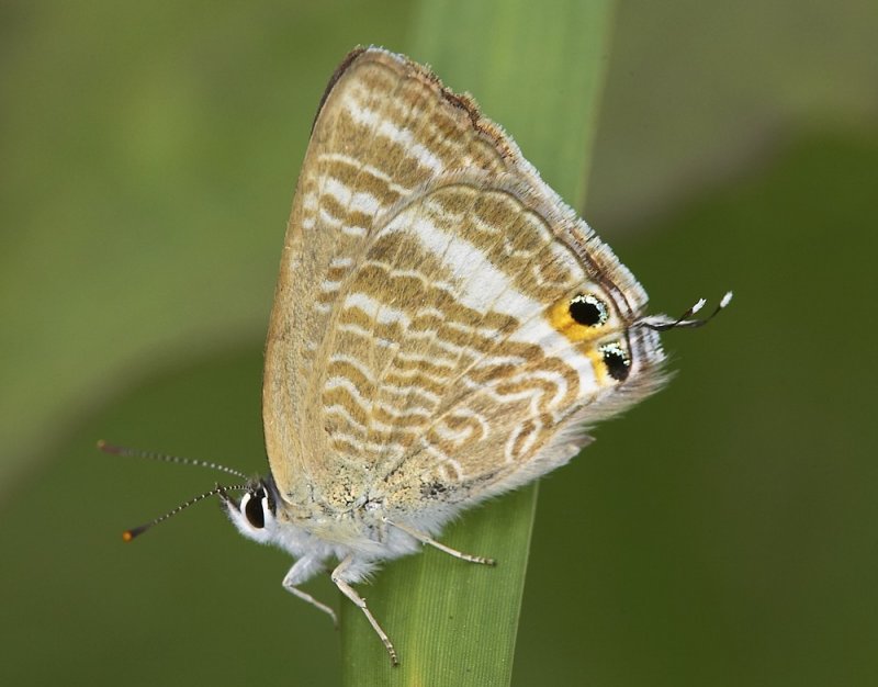 Long-tailed Blue 亮灰蝶 Lampides boeticus