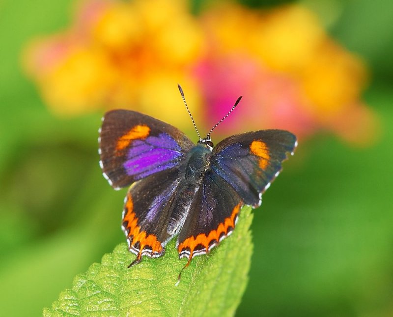 Purple Sapphire 斜斑彩灰蝶 Heliophorous epicles