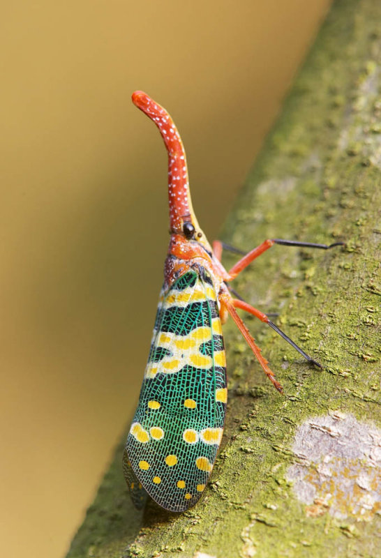 Lantern-fly 龍眼雞 Fulgora candelaria