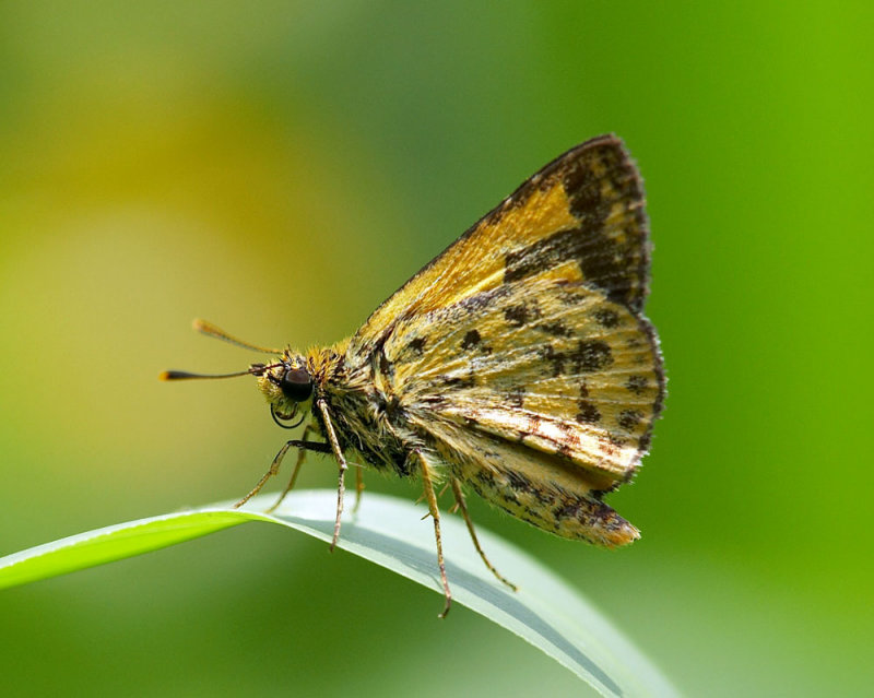 Bush Hopper 黃斑弄蝶 Ampittia dioscorides