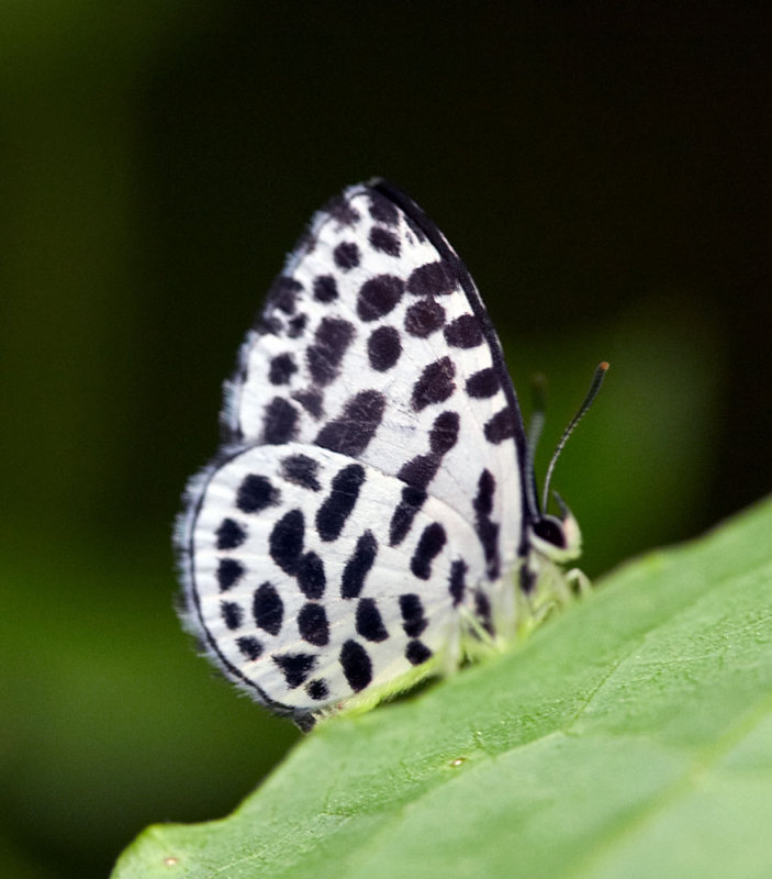 Lesser Forest Blue 蚜灰蝶 Taraka hamada