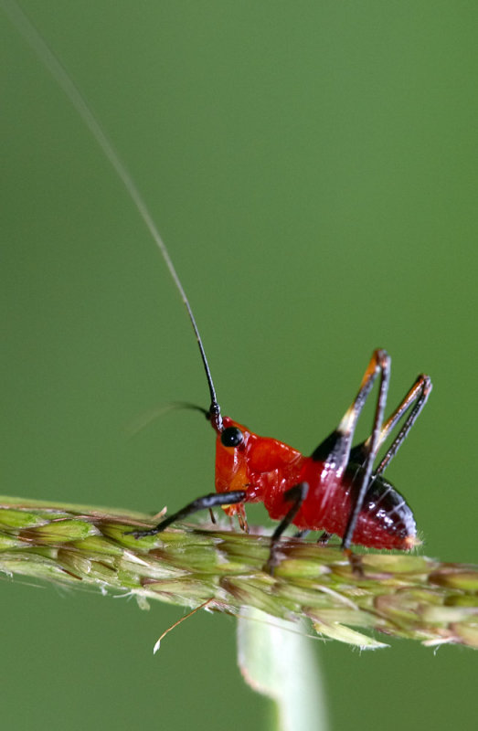 Grass Katydid 悅鳴草螽若蟲 Conocephalus melas, nymph