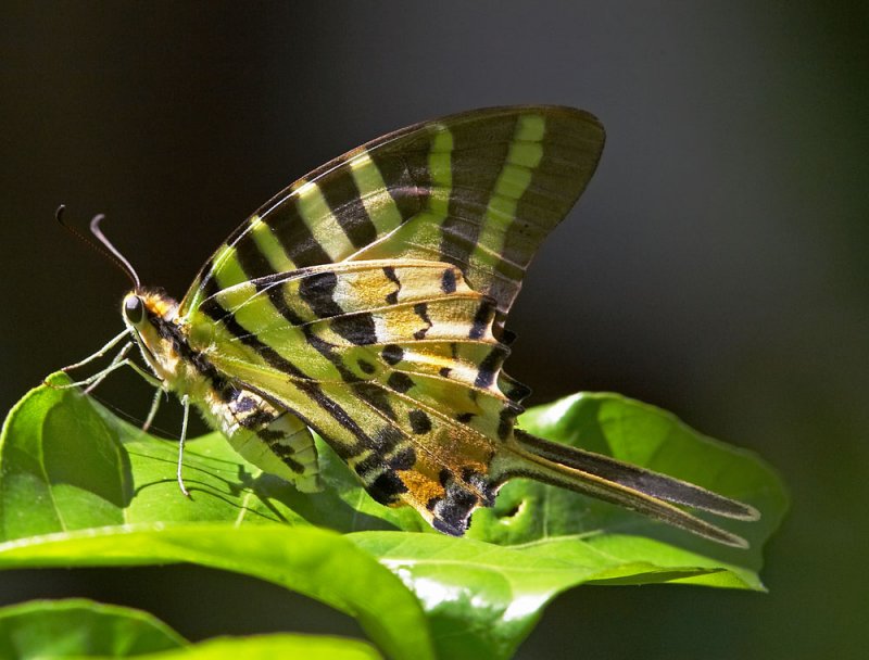 Five-bar Swordtail 綠鳳蝶 Pathysa antiphates