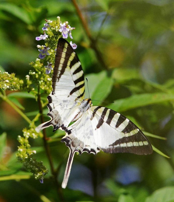 Five-bar Swordtail 綠鳳蝶 Pathysa antiphates