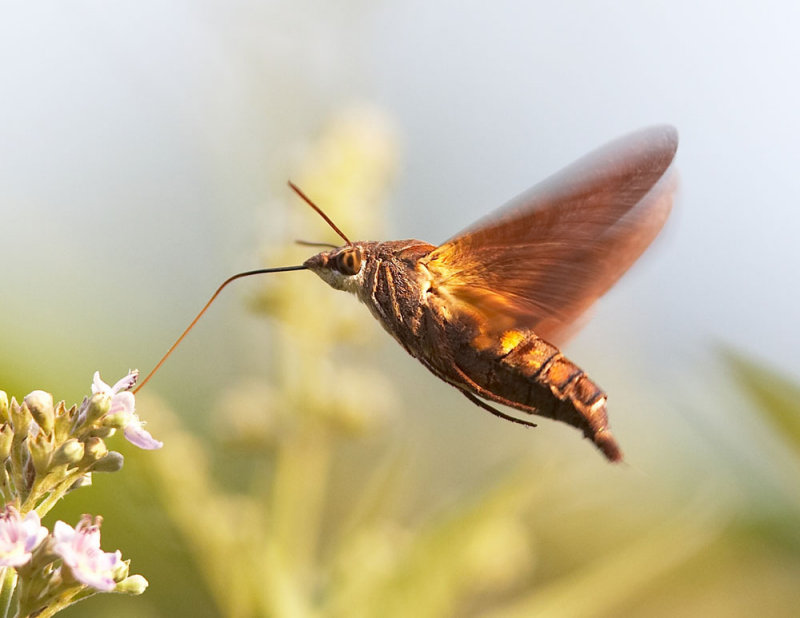 Hawk Moth 長喙天蛾 Macroglossum sp.