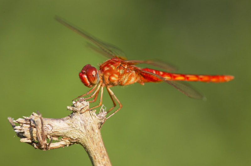 Crimson Darter 紅蜻 Crocothemis servilia