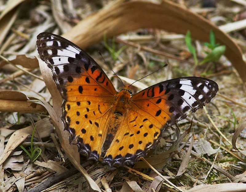 Indian Fritillary (female) 斐豹蛺蝶（雌）Argyreus hyperbius