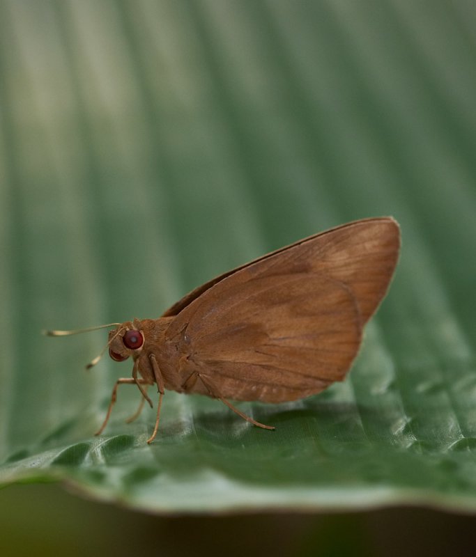 Banana Skipper 黃斑蕉弄蝶 Erionota torus