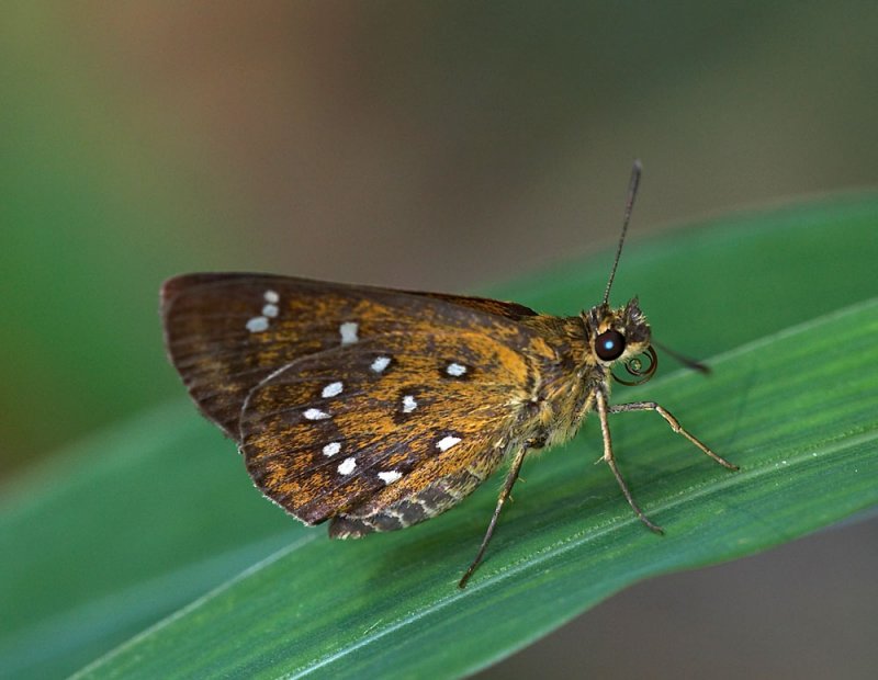 Shiny-spotted Bob 旖弄蝶 Isoteinon lamprospilus