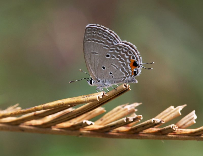 Plains Cupid 曲紋紫灰蝶 Chilades pandava