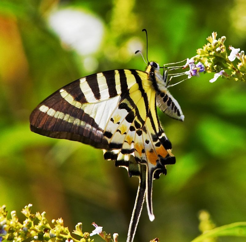 Five-bar Swordtail 綠鳳蝶 Pathysa antiphates