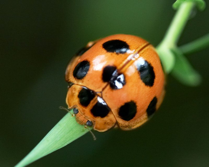 Ladybird  Beetle 九斑盤瓢蟲 Lemnia duvauceli