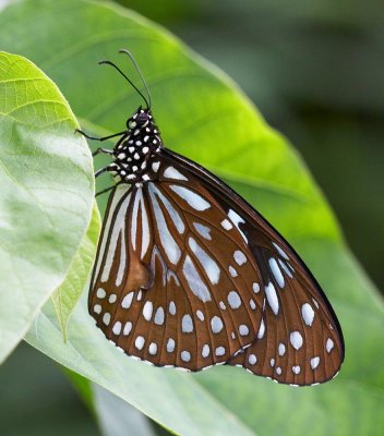 Blue Tiger 青斑蝶 Tirumala limniace