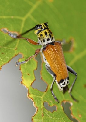Long-horned Beetle 眉斑并脊天牛 Glenea cantor
