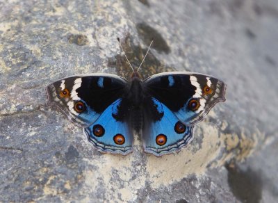 Blue Pansy (male) 翠藍眼蛺蝶 （雄）Junonia orithya