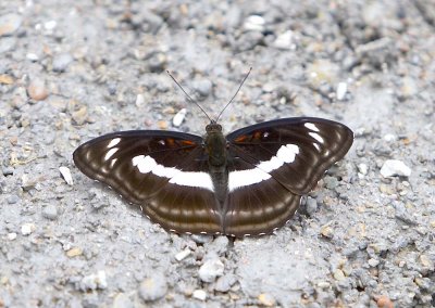 Staff Sergeant (Male) 新月帶蛺蝶（雄）Athyma selenophora