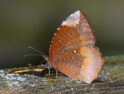 Common Palmfly 翠䄂鋸眼蝶 Elymnias hypermnestra