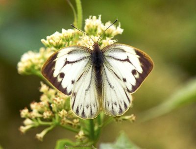 Common Gull (Dry Season Form) 黑脈園粉蝶（旱季型） Cepora nerissa