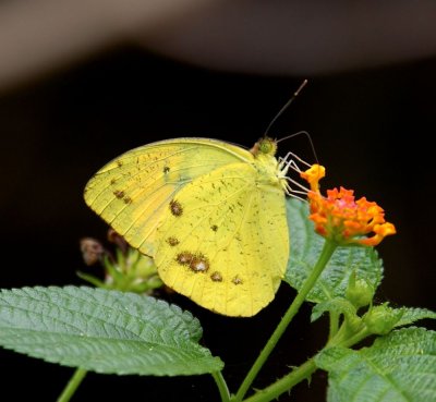 Yellow Orange Tip (Male) 橙粉蝶（雄）Ixias pyrene