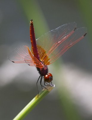 Red-faced Skimmer 華麗灰蜻 Orthetrum chrysis