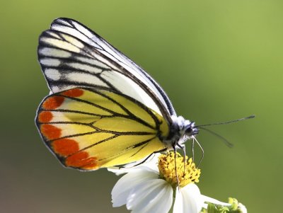 Painted Jezebel (Male) 優越斑粉蝶 Delias hyparete