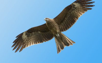 Common Buzzard 