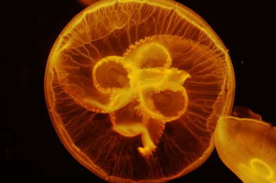 g6/98/670198/3/74738997.AOlnR80X.jpg