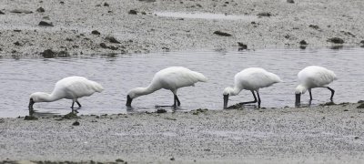 Black-faced spoonbill 黑臉琵鷺