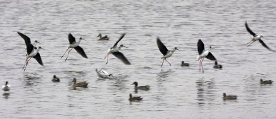 Black-winged stilt 黑翅長腳鷸