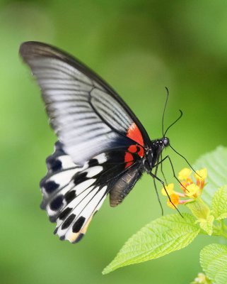 Great Mormon 美鳳蝶Papilio Memnon (Female, Form agenor)