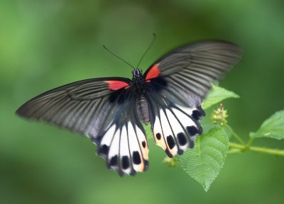 Great Mormon (female) 美鳯蝶 Papilio Memnon (Form Agenor)